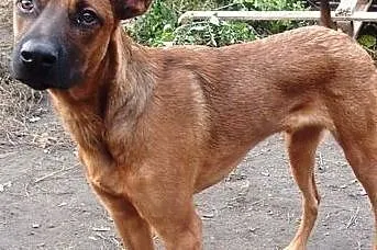 [Do adopcji]: RUDZIELEC - przyjeciel dla całej rodziny!, Łódzkie, Łódź