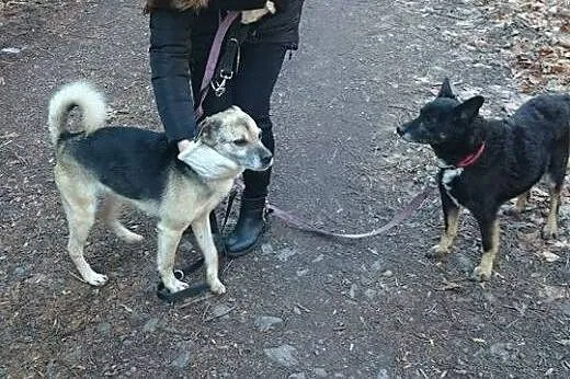3 letnia sympatyczna sunia szuka ludzi na stałe...