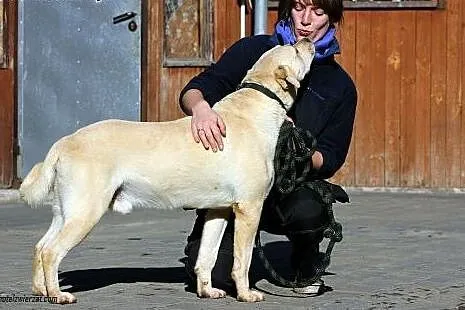 LOTOS biszkoptowy labrador czeka na dom,  Labrador, cała Polska
