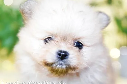 Pomeranian Szpic Miniaturowy
