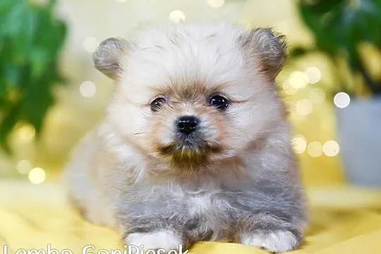 Pomeranian Szpic Miniaturowy, Łódzkie, Dłutów