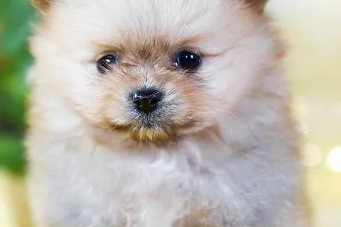 Pomeranian Szpic Miniaturowy, Łódzkie, Dłutów