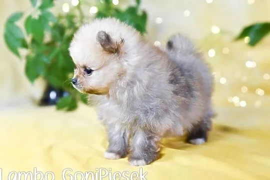 Pomeranian Szpic Miniaturowy, Łódzkie, Dłutów