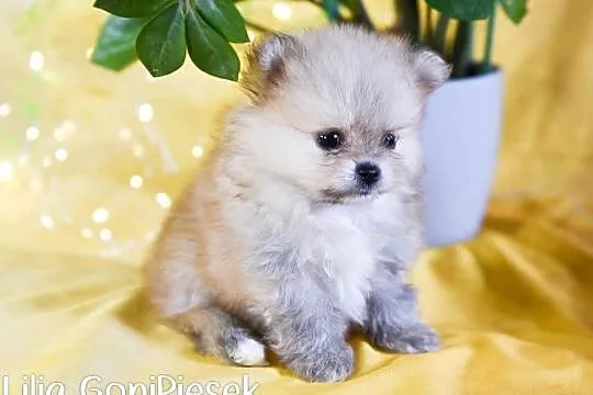 Pomeranian Szpic Miniaturowy, Łódzkie, Dłutów