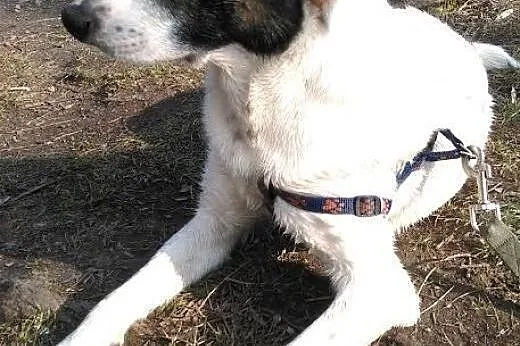 Nigdy nie miał prawdziwego domu, pomóż Szczękusiow