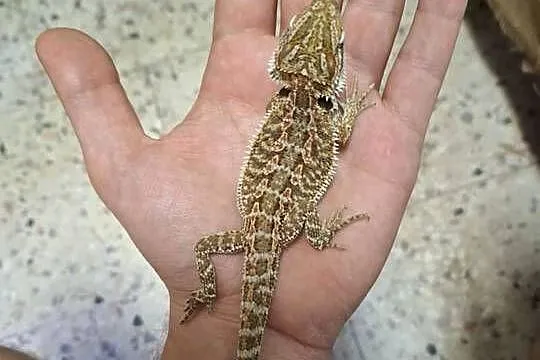 Agama brodata