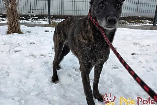 LUSZI-Spokojna pręgowana suczka szuka troskliwego , Kraków