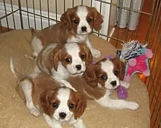 Cavalier King Charles Szczenięta - Proszę o Kontak