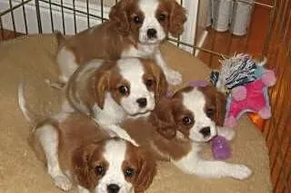 Cavalier King Charles Szczenięta - Proszę o Kontak