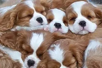 Cavalier King Charles Szczenięta - Proszę o Kontak