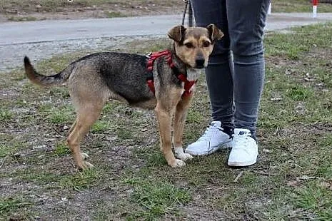 Piękna młodziutka suczka Bema,  dolnośląskie Głogó
