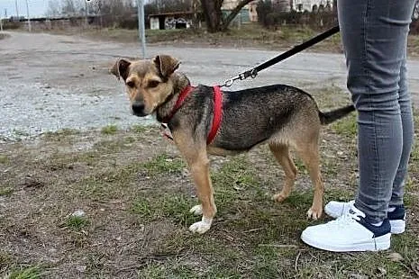 Piękna młodziutka suczka Bema,  dolnośląskie Głogó