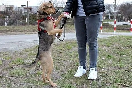 Piękna młodziutka suczka Bema,  dolnośląskie Głogó