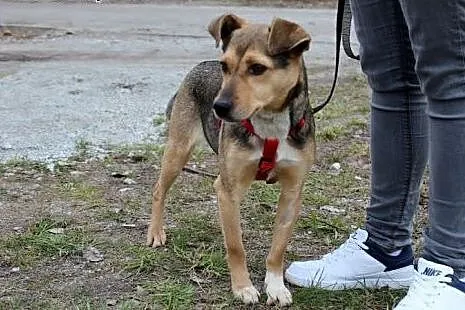 Piękna młodziutka suczka Bema,  dolnośląskie Głogó