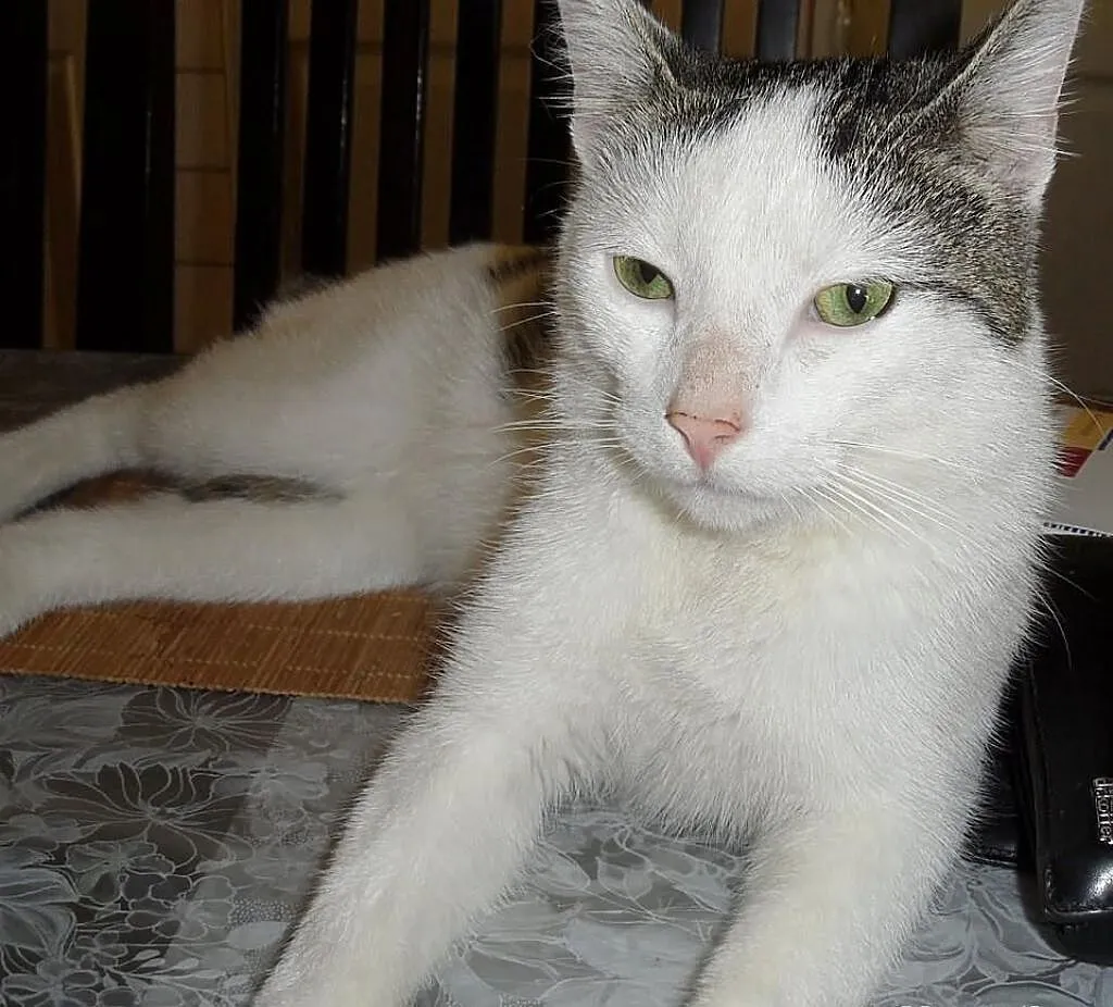 Maurycy do adopcji.