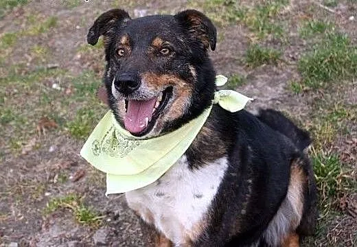 Canis dostał nowe życie, teraz czeka na nowego pan