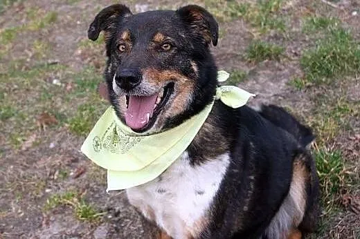Canis dostał nowe życie, teraz czeka na nowego pan