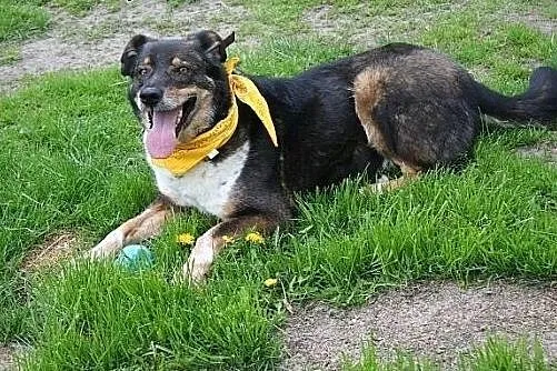 Canis dostał nowe życie, teraz czeka na nowego pan