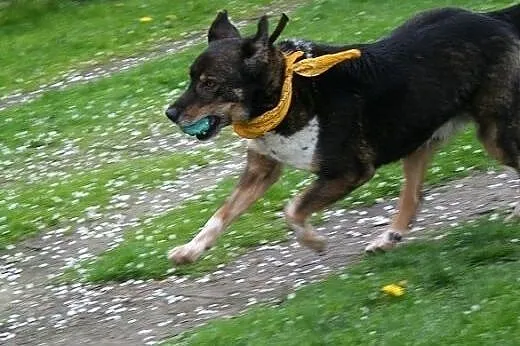 Canis dostał nowe życie, teraz czeka na nowego pan