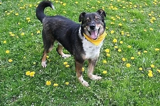 Canis dostał nowe życie, teraz czeka na nowego pan