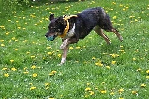 Canis dostał nowe życie, teraz czeka na nowego pan