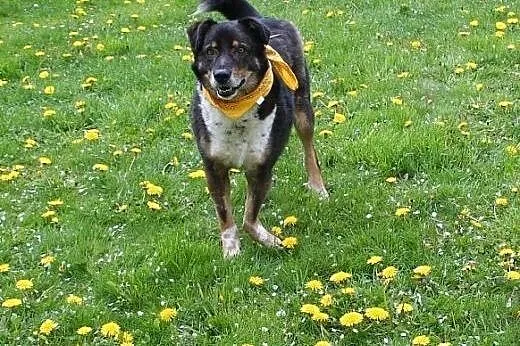 Canis dostał nowe życie, teraz czeka na nowego pan
