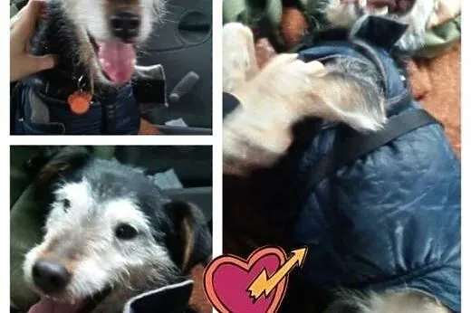 Kochany Duszek, mix terier niemiecki-po wielu lata