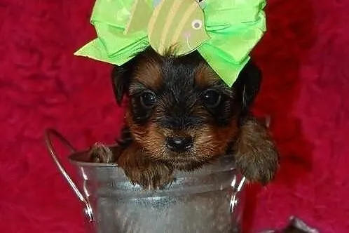 PIESEK i SUCZKA York Yorki buzie LALECZKI:))