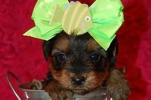 PIESEK i SUCZKA York Yorki buzie LALECZKI:))