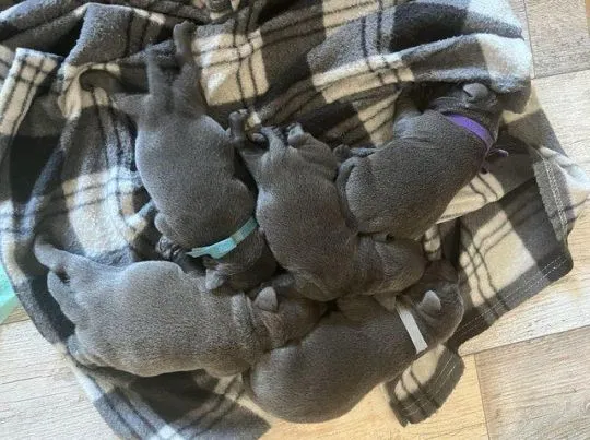 Prestiżowy staffordshire bull terrier... napisz do mnie na WhatsApp: +44 7453 907158