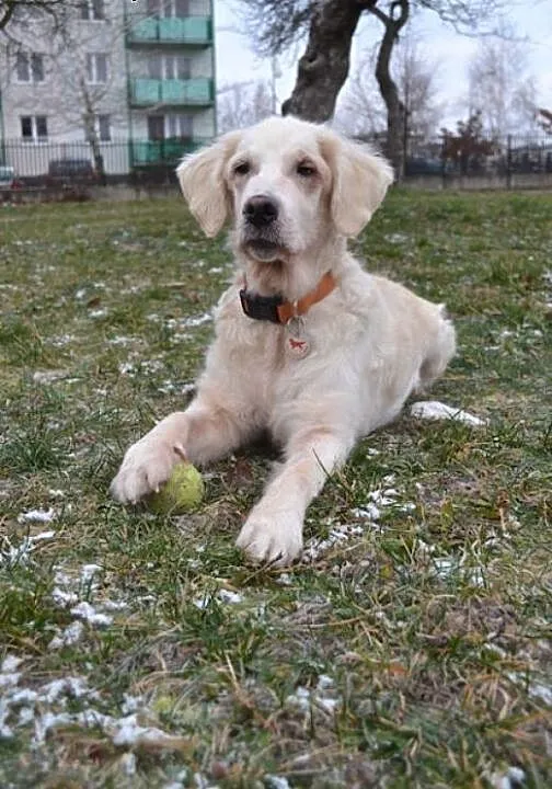 Golden Retriever SISI - do adopcji, mazowieckie W