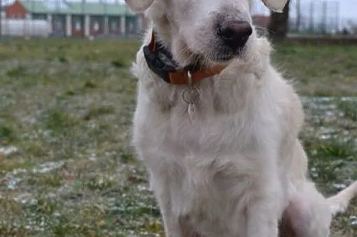 Golden Retriever SISI - do adopcji,  mazowieckie W