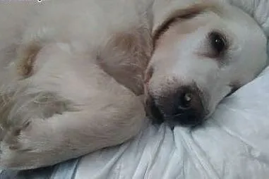 Golden Retriever SISI - do adopcji,  mazowieckie W