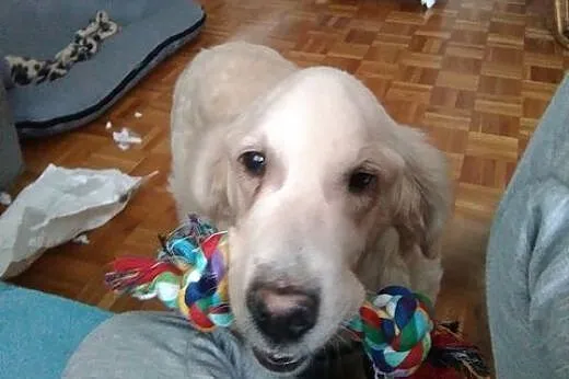 Golden Retriever SISI - do adopcji,  mazowieckie W