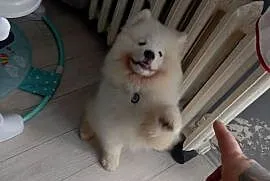 Szczeniak rasy samoyed