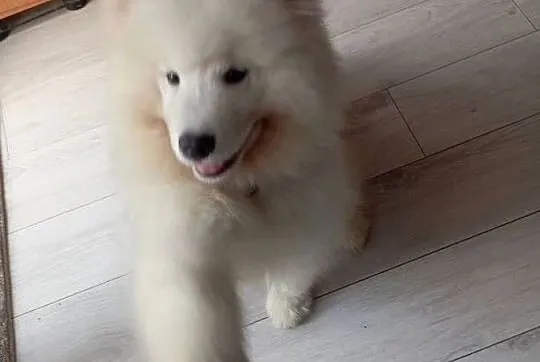 Szczeniak rasy samoyed, Dolnośląskie, Przemków