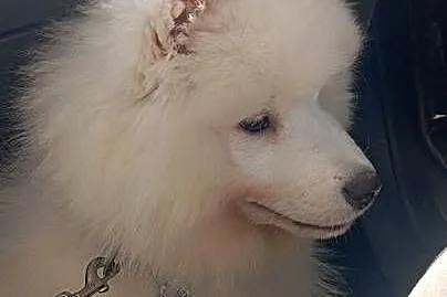 Szczeniak rasy samoyed, Dolnośląskie, Przemków