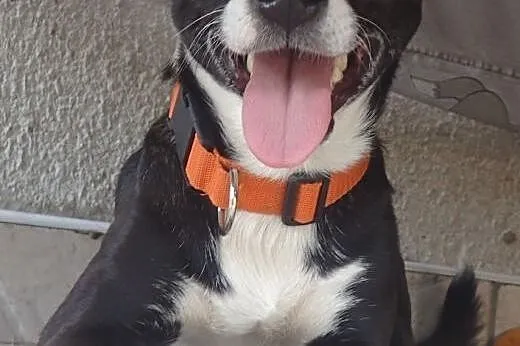 Dori- super sunia 9kg,  mazowieckie Warszawa