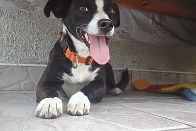 Dori- super sunia 9kg,  mazowieckie Warszawa