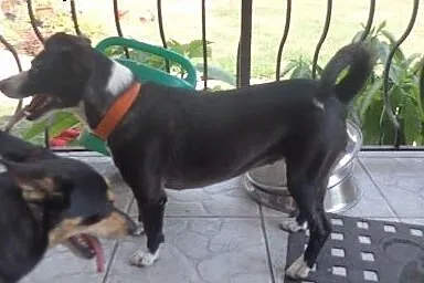 Dori- super sunia 9kg,  mazowieckie Warszawa