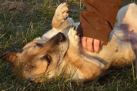 Piekna Makrela szuka milosci,  Kundelki cała Polsk