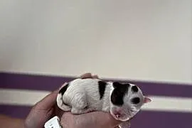 Chihuahua szczeniaki