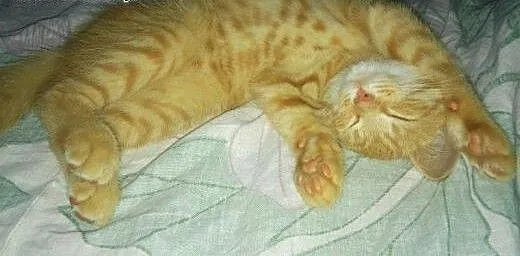 Rumianek do adopcji!!!, łódzkie Łódź