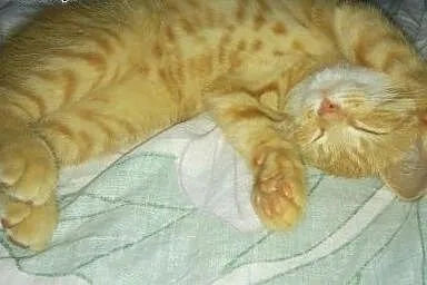 Rumianek do adopcji!!!,  łódzkie Łódź