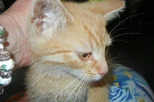 Rumianek do adopcji!!!,  łódzkie Łódź
