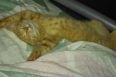 Rumianek do adopcji!!!,  łódzkie Łódź