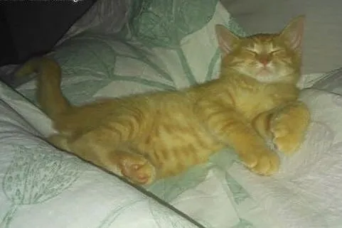 Rumianek do adopcji!!!,  łódzkie Łódź