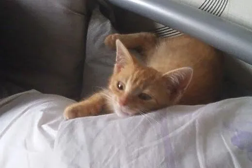 Rumianek do adopcji!!!,  łódzkie Łódź