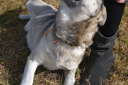 Różyczka- bardzo pozytywna i wesoła sunia chce wre