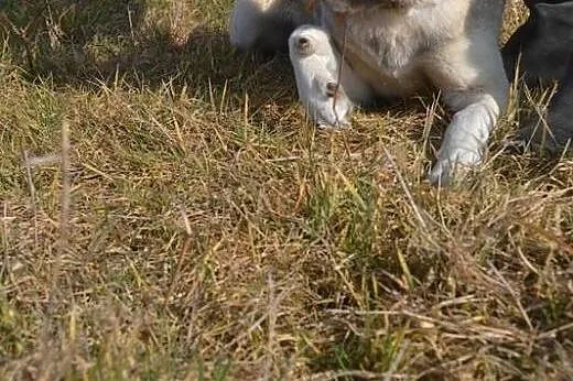 Różyczka- bardzo pozytywna i wesoła sunia chce wre